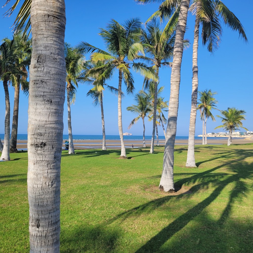 Vue de palmiers devant une plage, avec un ciel bleu et de l'herbe verte au premier plan.