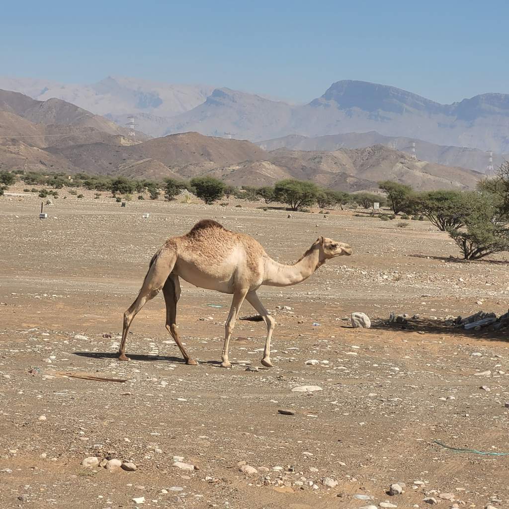 Un chameau marchant dans un désert montagneux avec des collines en arrière-plan.