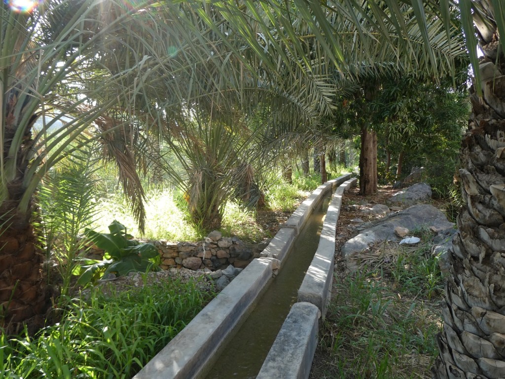 Un canal d'irrigation bordé de palmiers et de verdure dans un environnement naturel.